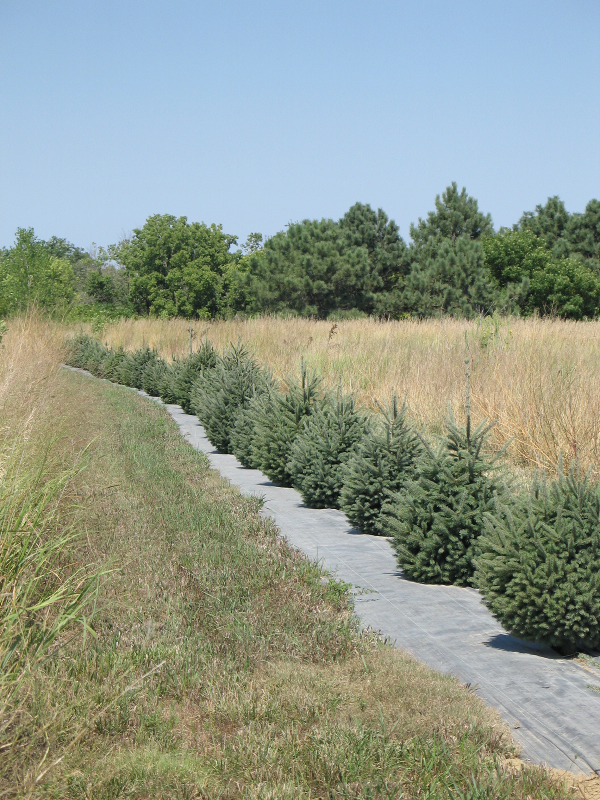 Line of trees