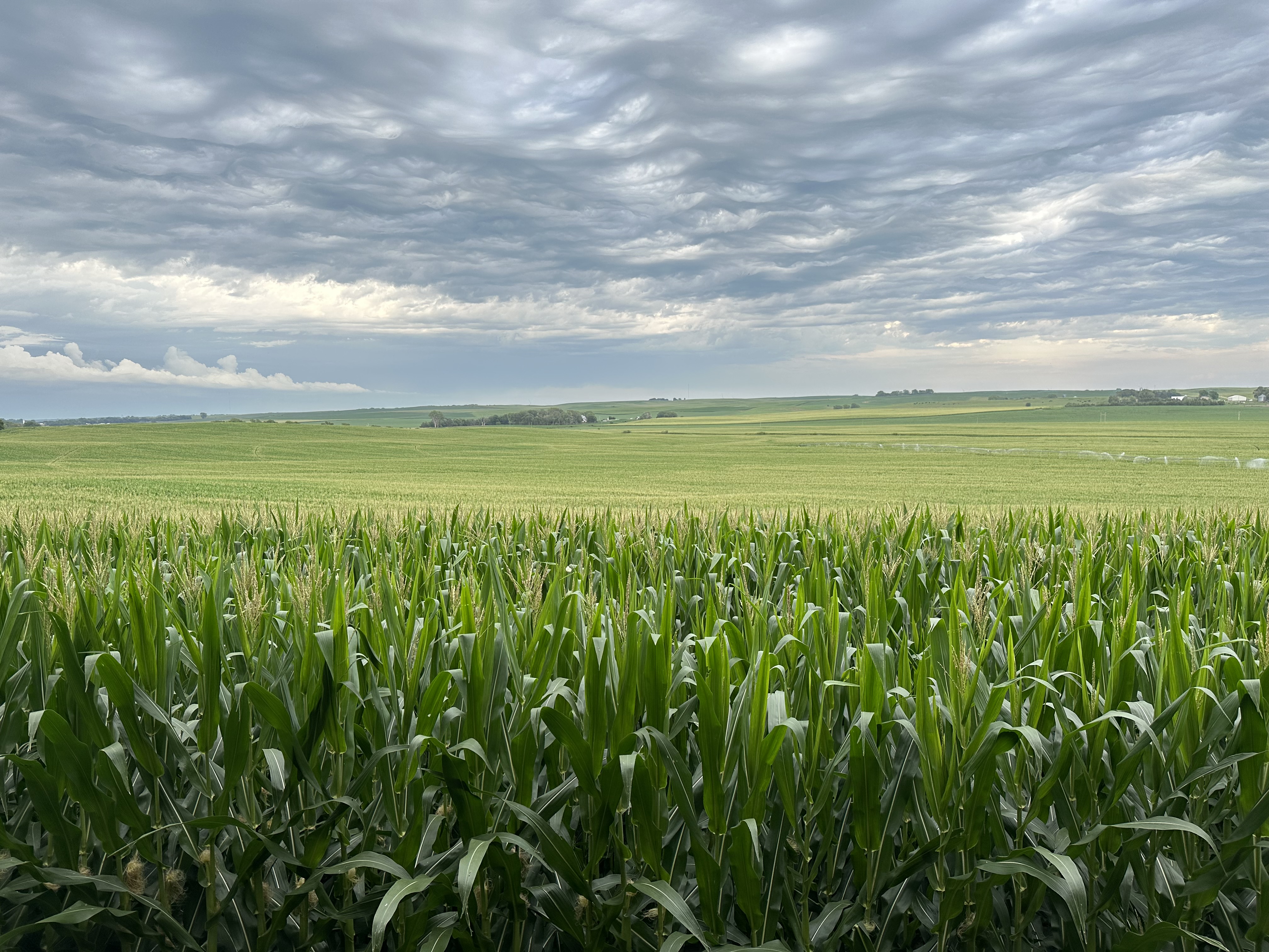 Corn field