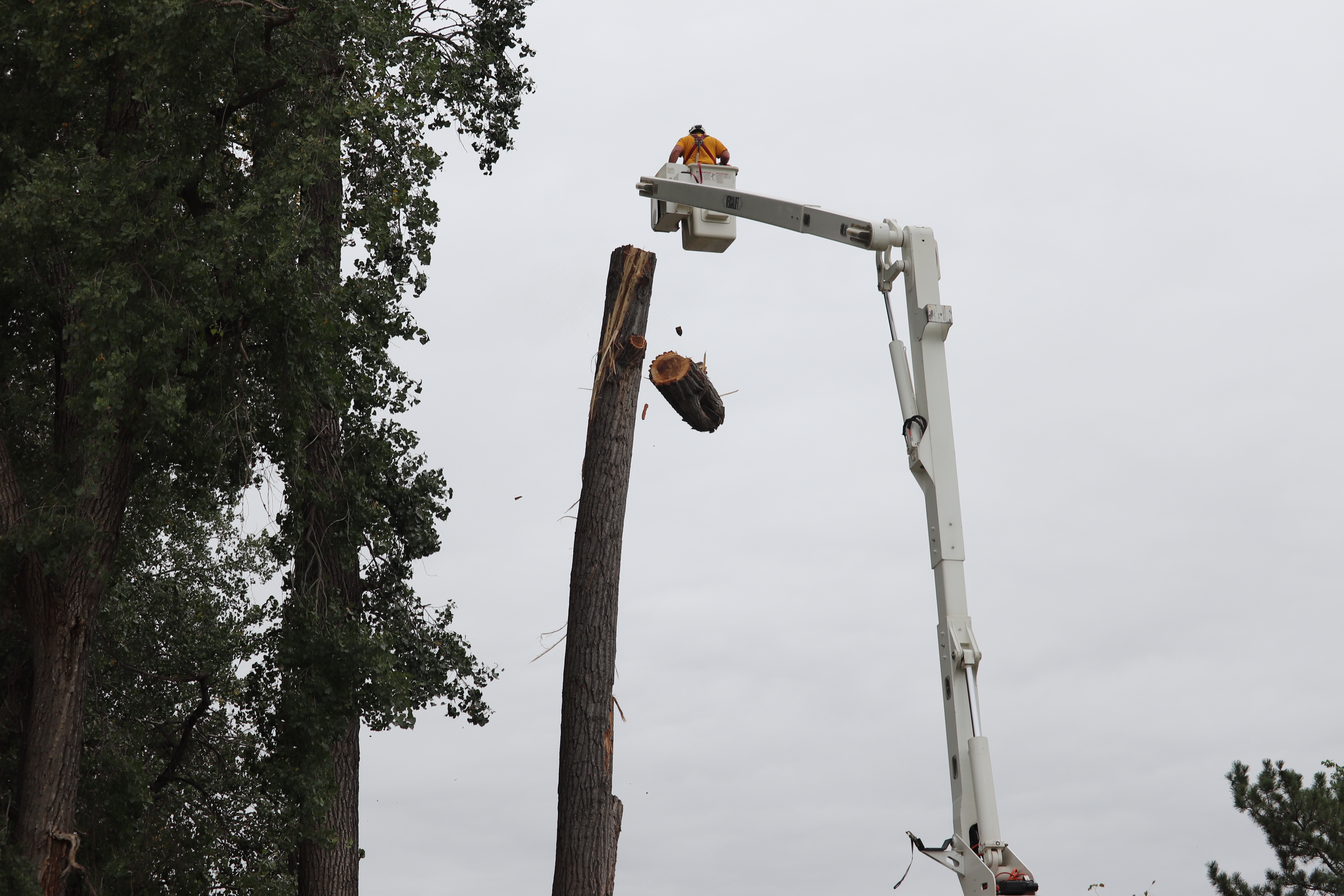 Lightning struck 3 trees near the Gilman Park arboretum.  Students were able to watch as they were cut down and removed.
