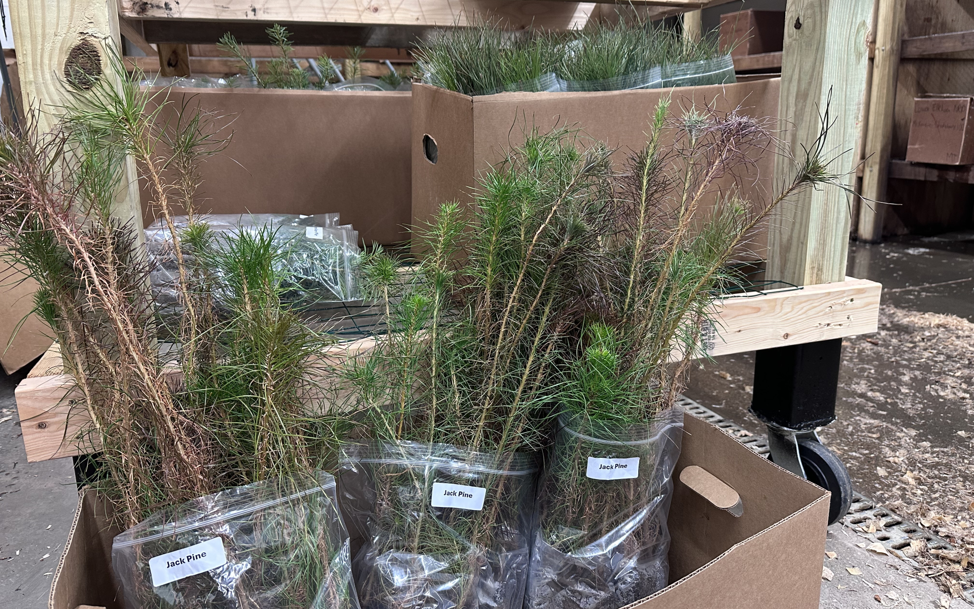 Conservation Tree Seedlings