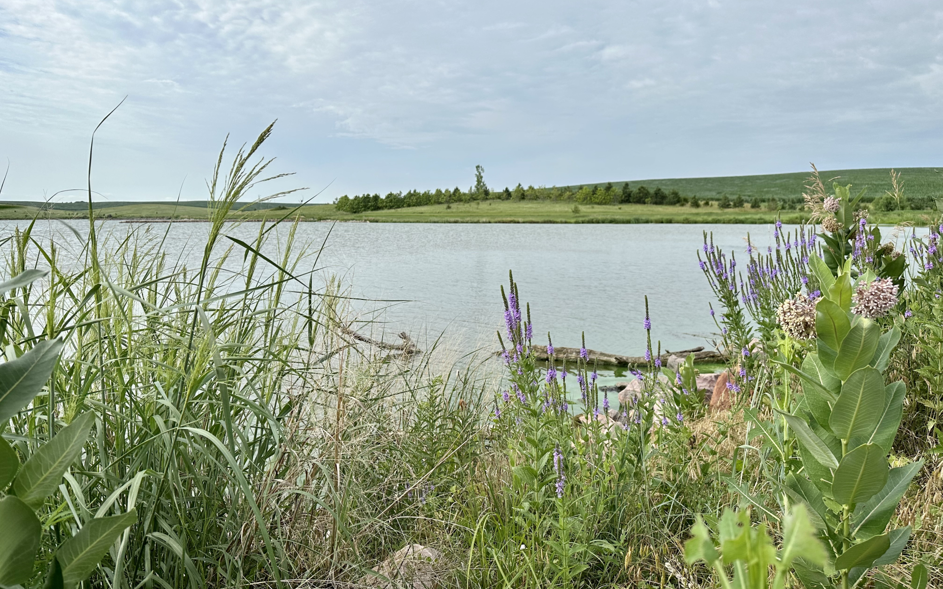 Maple Creek Landscape